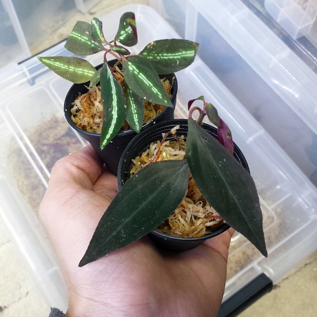 ソネリラ Sonerila sp.Thong pha phum TK便 – 熱帯植物.com